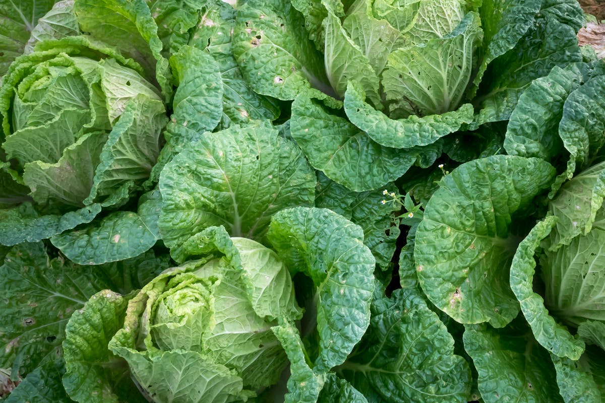 Fresh cabbage ready for cooking