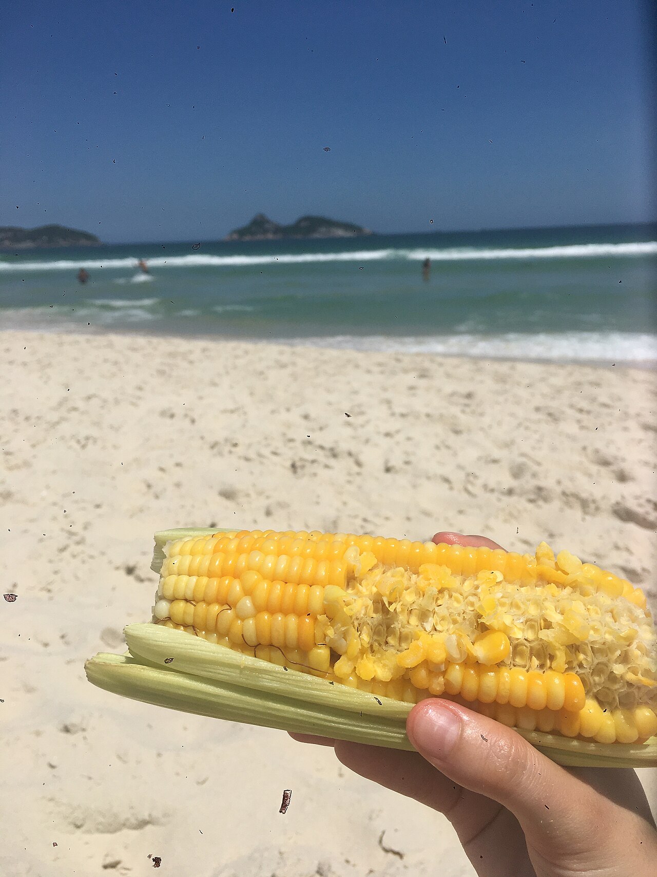 Fresh corn on the cob held on a sunny beach — summer corn ribs recipe