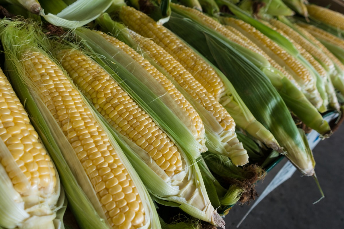 Fresh sweet corn on a wooden table in late summer sunlight